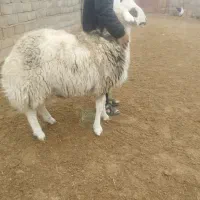 بره قوچی پلنگی