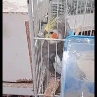 یک جفت عروس هلندی بسیار زیبا|پرنده|مشهد, شهید آوینی|دیوار