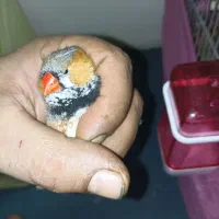 کفتر جوجه مرغ برهما جوجه سلطان فنچ