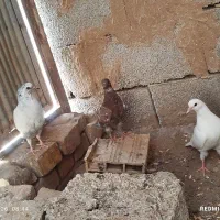 جوجه‌پرشی