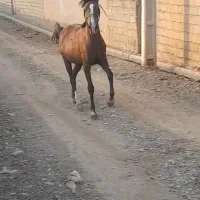 اسب