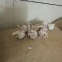 سیر
