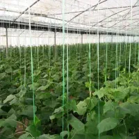 شروع آموزش کشت گلخانه ای و سایر رشته های کشاورزی