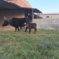 گاو گوساله دار محلی|حیوانات مزرعه|سیمین شهر, |دیوار