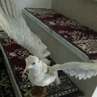 مجسمه های سفالی