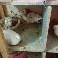 کبوتر|پرنده|الوند, |دیوار