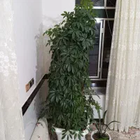 گل شفلرا|گل و گیاه طبیعی|کنگاور, |دیوار