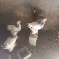 برهما لایت