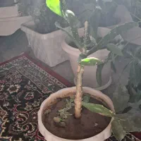 گل گیاه