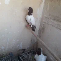 پرستویی سرخ نر|پرنده|قم, در بهشت|دیوار