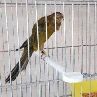 قناری بلند و رسمی|پرنده|اصفهان, ملاصدرا|دیوار