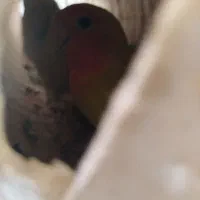 برزیلی مولد|پرنده|قروه, |دیوار