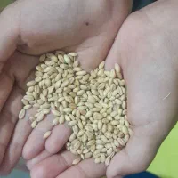 بذر کوهدشت