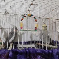 دوتا عروس هلندی