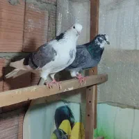 یک جفت ابلغ سبز دهن جور|پرنده|قائمشهر, |دیوار