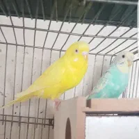 درودجفت مرغ عشق ماده رنگین کمانی نر زردهلندی