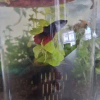 فایتر ماده سالم رنگ خاص