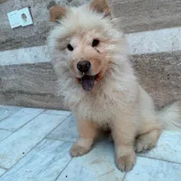 سگ چاو چاو|سگ|مشکین‌دشت, |دیوار