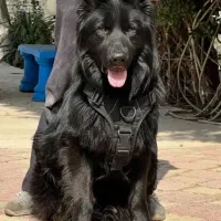 سگ ژرمن یاروباهی یا هاسکی اصل خریدارم