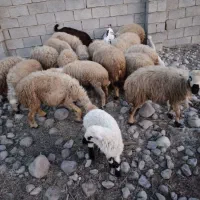 چهارتا بره نر و یکی میش و یکی بز آبسن هست خریدار