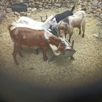 چبش و بز مناسبت ماه محرم یارانه ایی