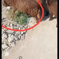 هر دو نر کمر پر