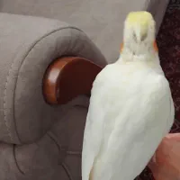 جوجه  سرلاکی  عروس هلندی دم دونخورشدن