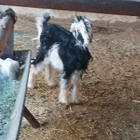 کهره 12 کیلویی|حیوانات مزرعه|مرودشت, مختارآباد|دیوار