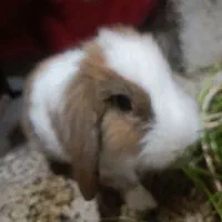 خرگوش لپ|موش و خرگوش|بندرعباس, |دیوار