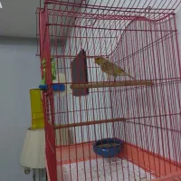 قناری نر دارچینی|پرنده|هشتگرد, شهرک بعثت|دیوار