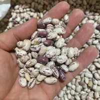 لوبیا چیتی درجه یک