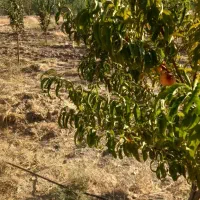 باغ|فروش دفتر صنعتی، کشاورزی، تجاری|قروه, |دیوار