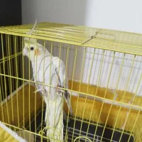 عروس هلندی نر