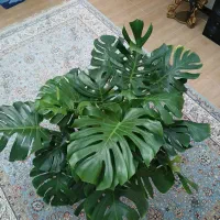 گل بزرگ آپارتمانی وتزیینی برگ انجیری مونسترا