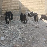 بز.چپش مس یازده تا باهم