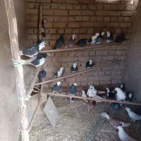 کبوتر شازده