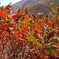 سماغ طبیعی ترش و پرخاصیت از دل کوهستان|عمده‌فروشی|طرقبه, |دیوار