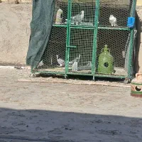 قفس فلزی قوطی ۲در۲