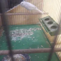 ۲عدد قناری ماده آماده|پرنده|اصفهان, زهران|دیوار