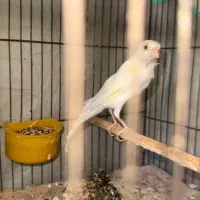 قناری سفید نر کشیده بلند