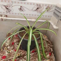 چندتاگل طبیعی|گل و گیاه طبیعی|میاندوآب, |دیوار