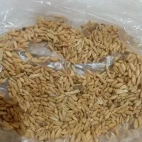 گندم دیم شازند