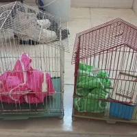 قفس کبوتر
