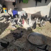 تخم مرغ|خوردنی و آشامیدنی|اهواز, ملاشیه|دیوار