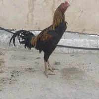 چندتا خروس لاری جوان