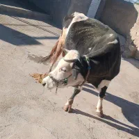 ماده گاو سیمیتال وزن 6000