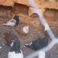 یک عدد گله سفید