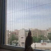 فروش توری های درب  و پنجره پلیسه ی اکاردئونی|مصالح و تجهیزات ساختمان|اصفهان, توپخانه ارتش|دیوار