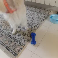 سگ پامر روباهی و میکس اشپیتزژاپنی|سگ|اصفهان, بهارستان|دیوار