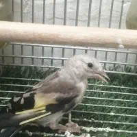 سهره جوجه قفس